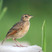 Bengal Bushlark